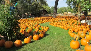 Papa's Pumpkin Patch